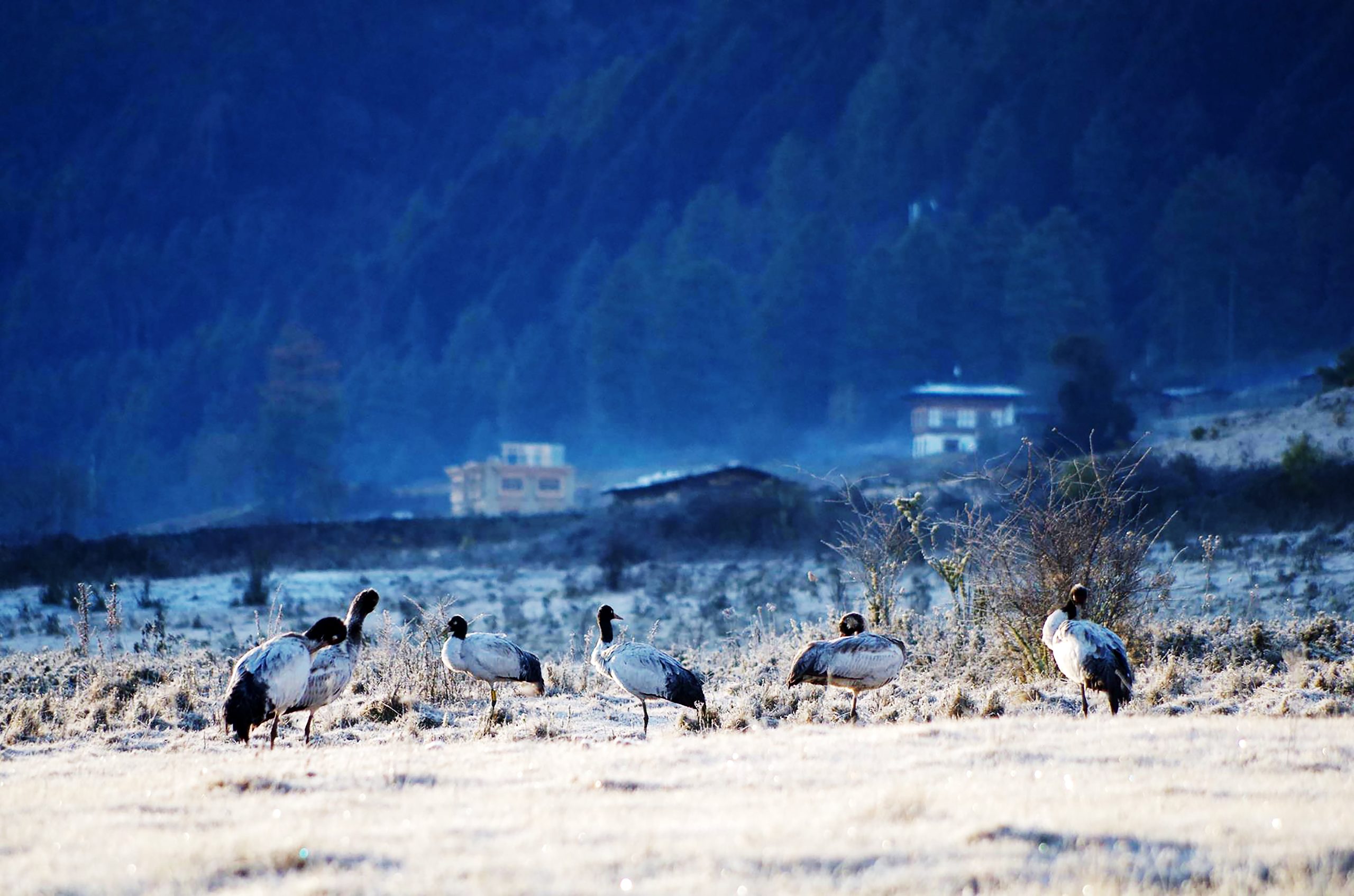 Distribution in Bhutan- Bumthang