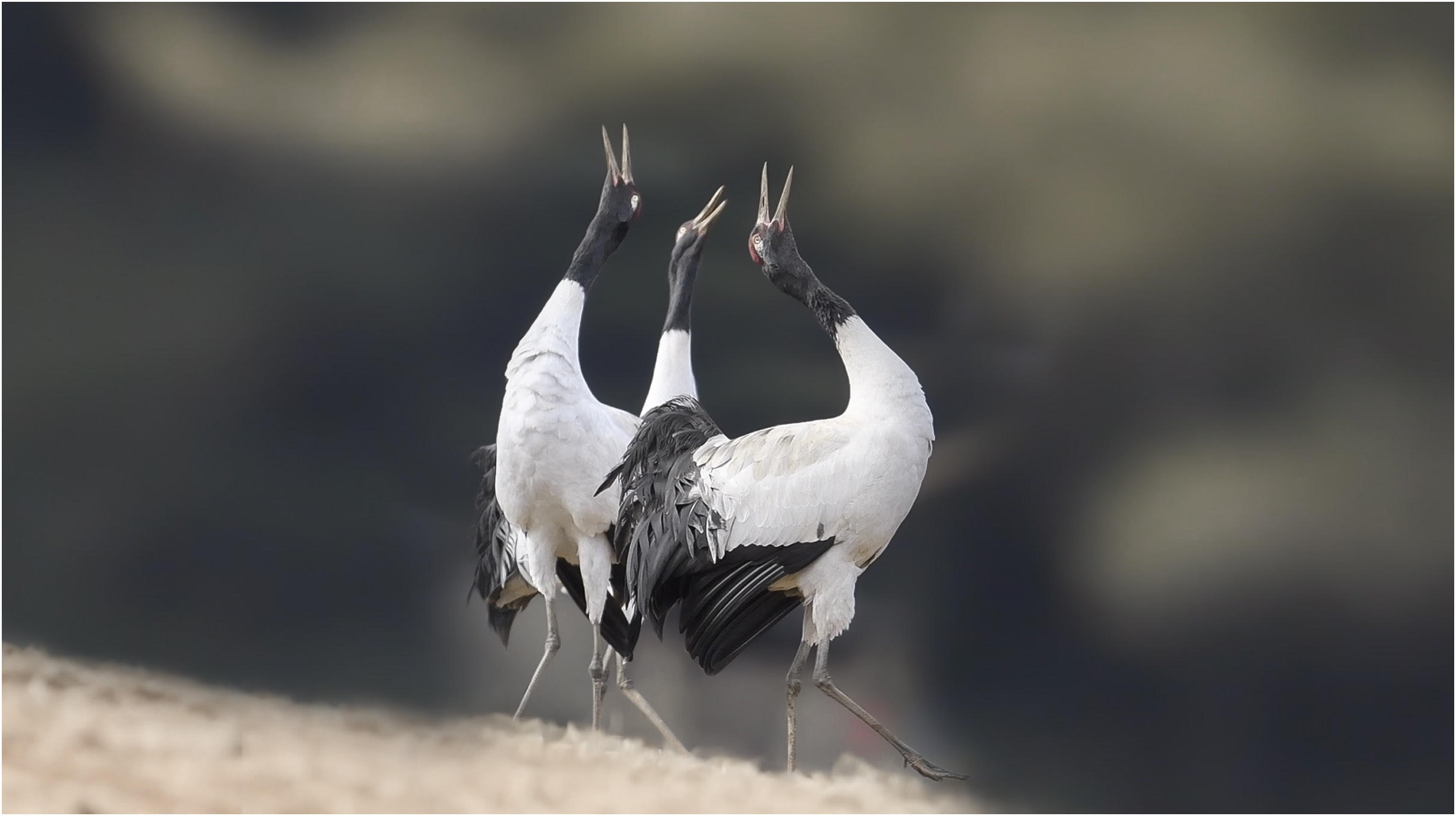 Black-necked Crane population count graphic