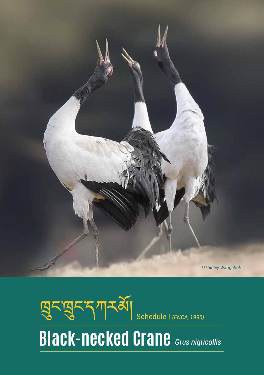BNC Brochure cover