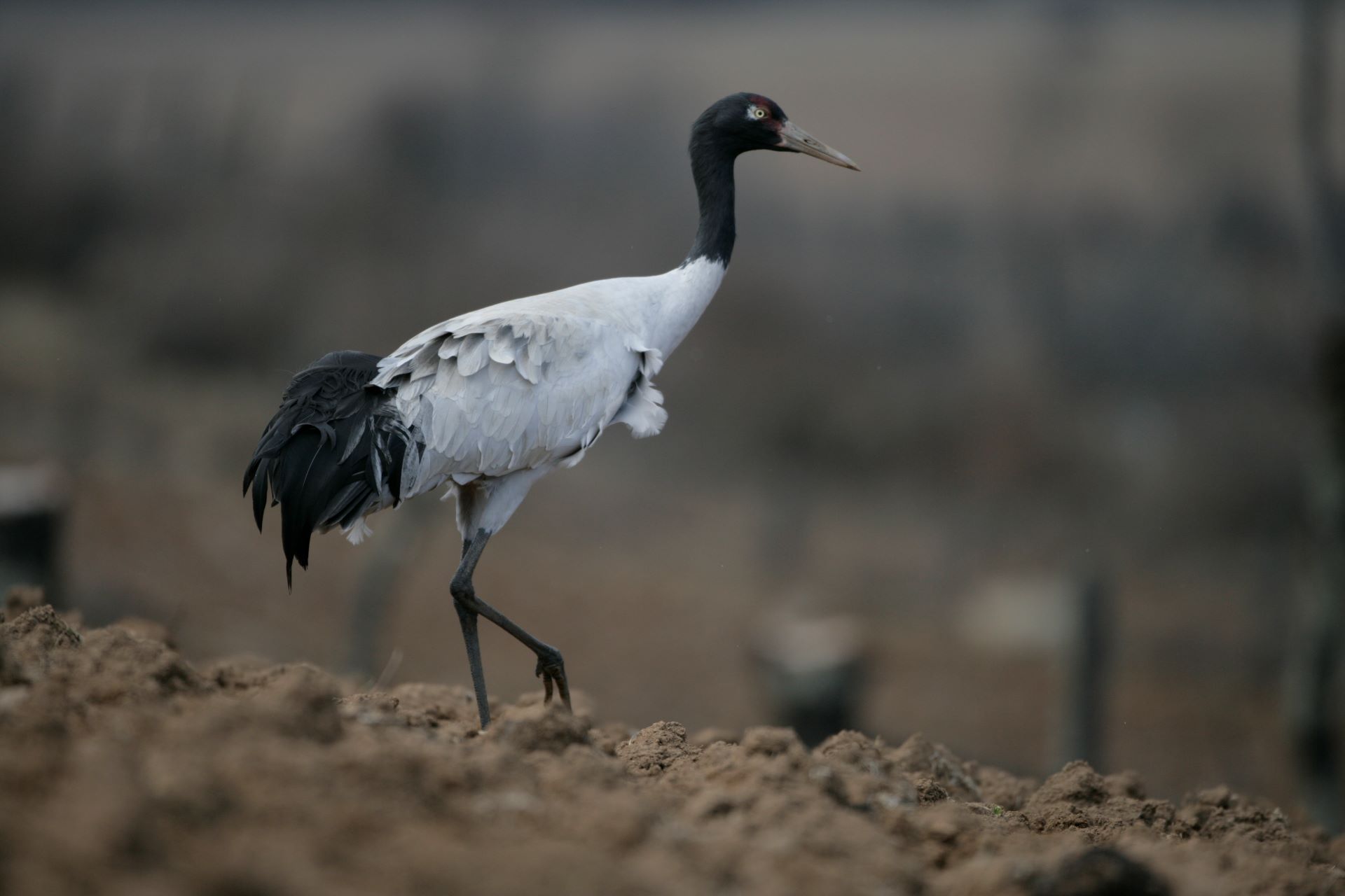 Black-necked Crane in Bhutan