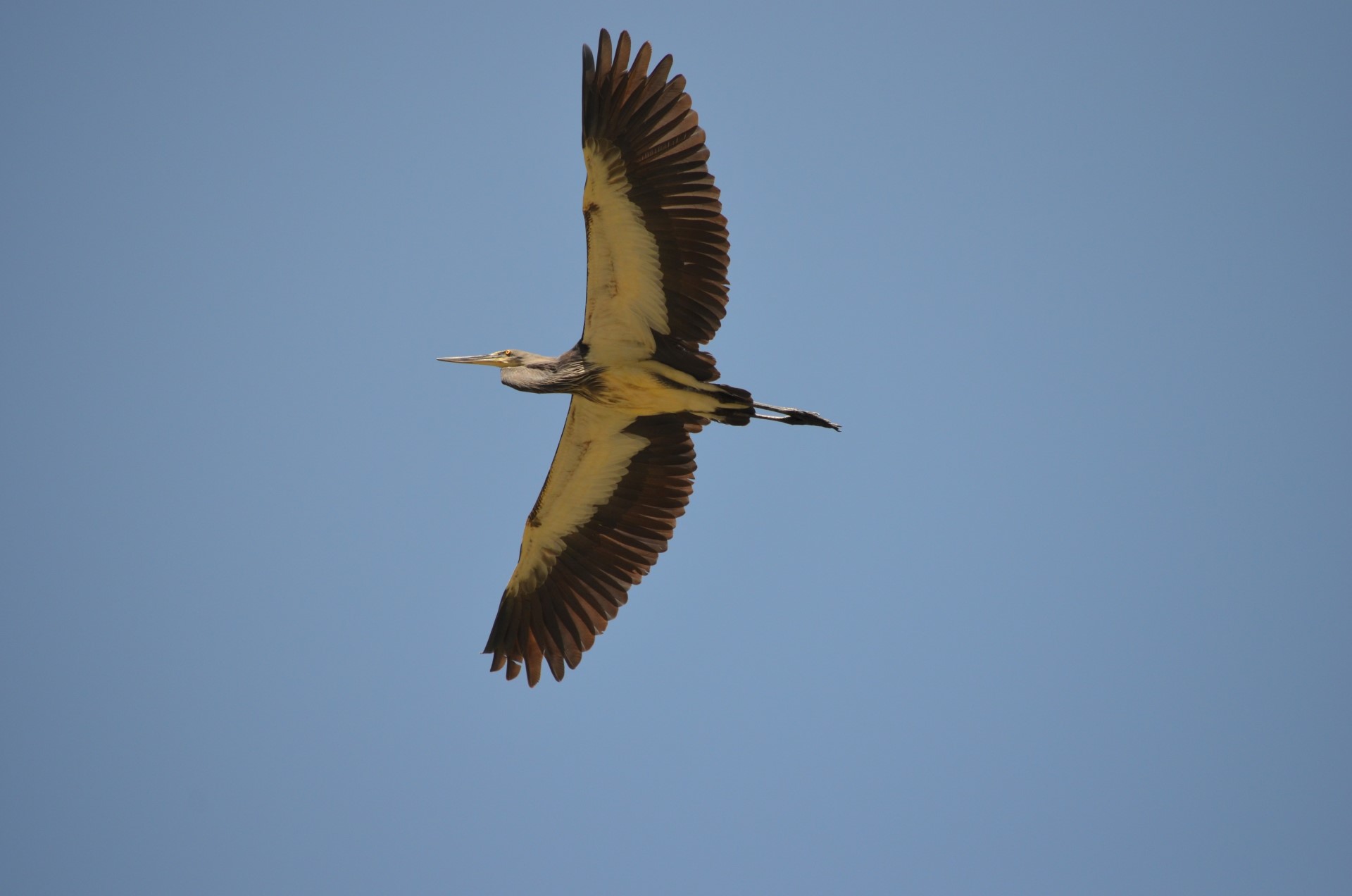 White-bellied Heron physical features