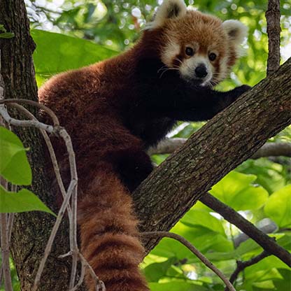 Red Panda