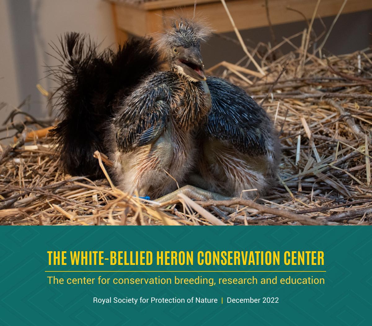 WBHCC Report 2022 cover