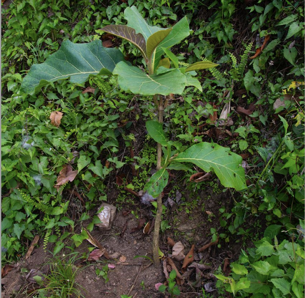 Ground Truthing of Plantion Sites in the White-bellied Heron Landscape