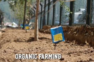 Organic farming practice at home.