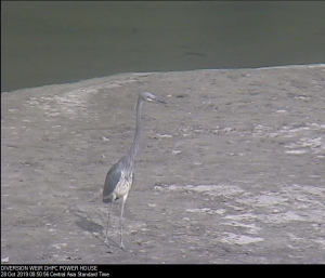 Sighting of White-bellied Heron at Dagachhu Dam Site, Dagana