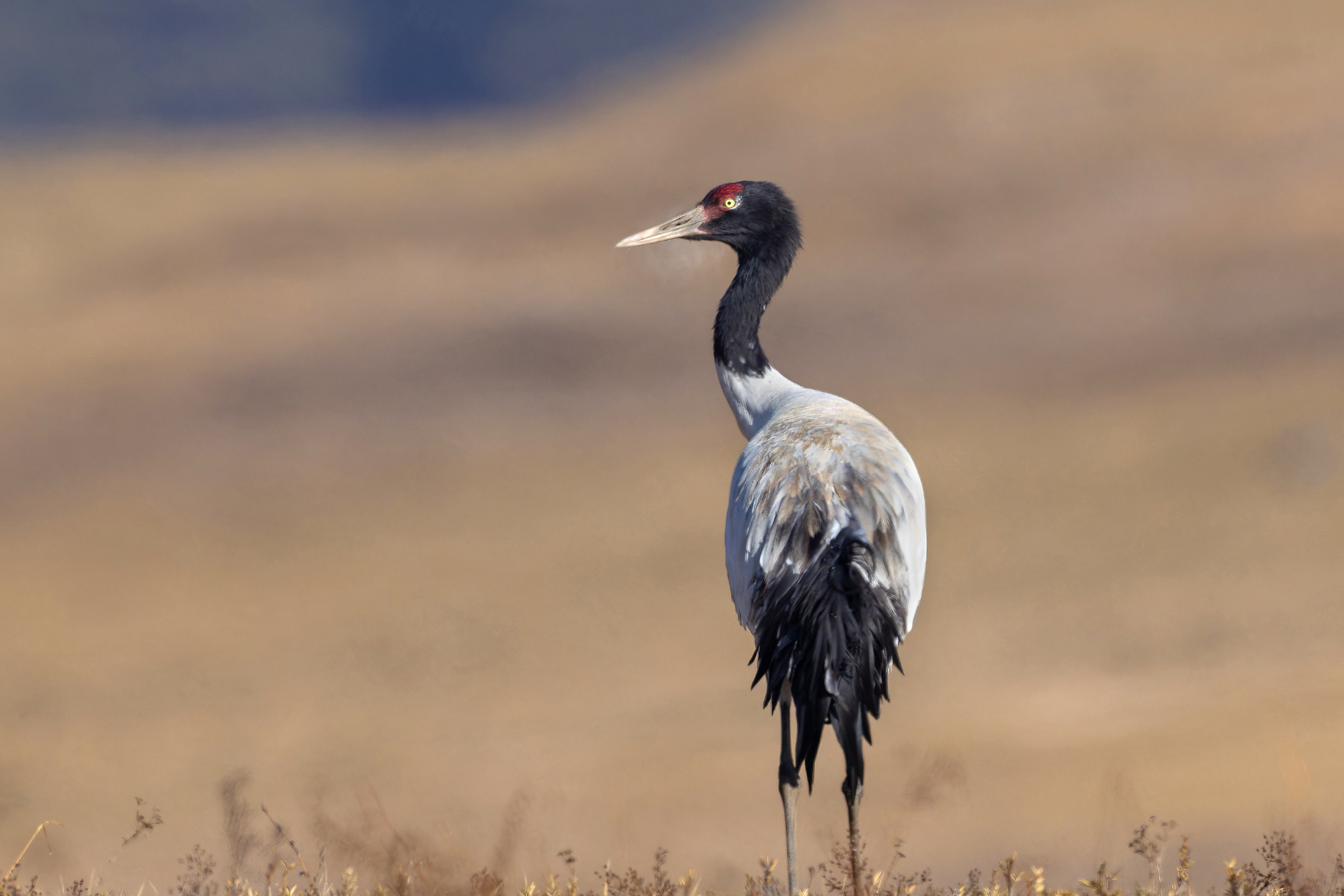 Black-necked Crane