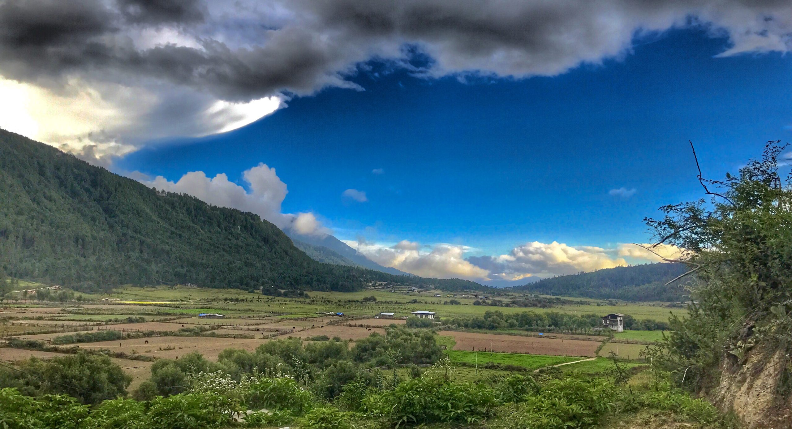 Distribution in Bhutan-Khotokha