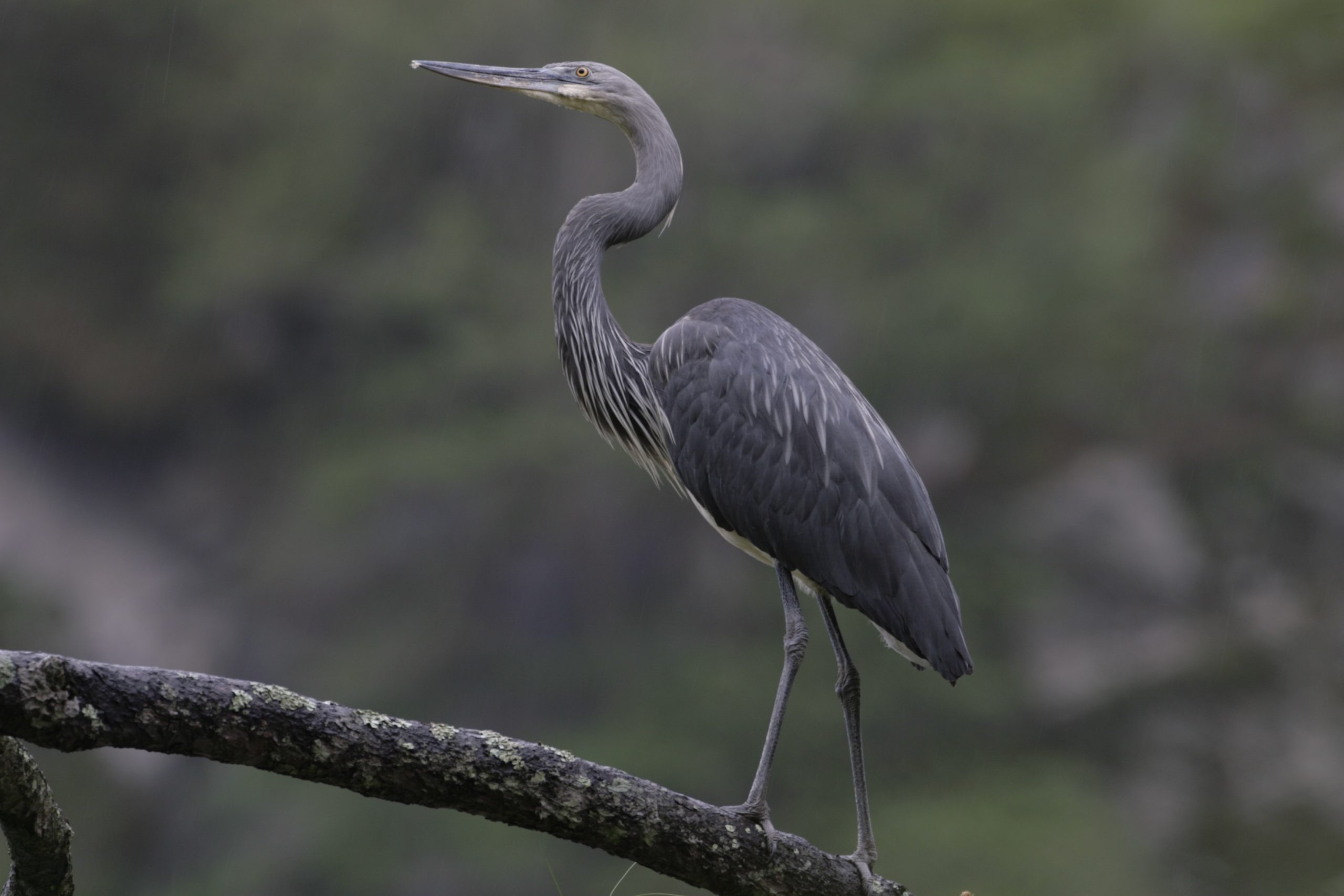White-bellied Heron physical features