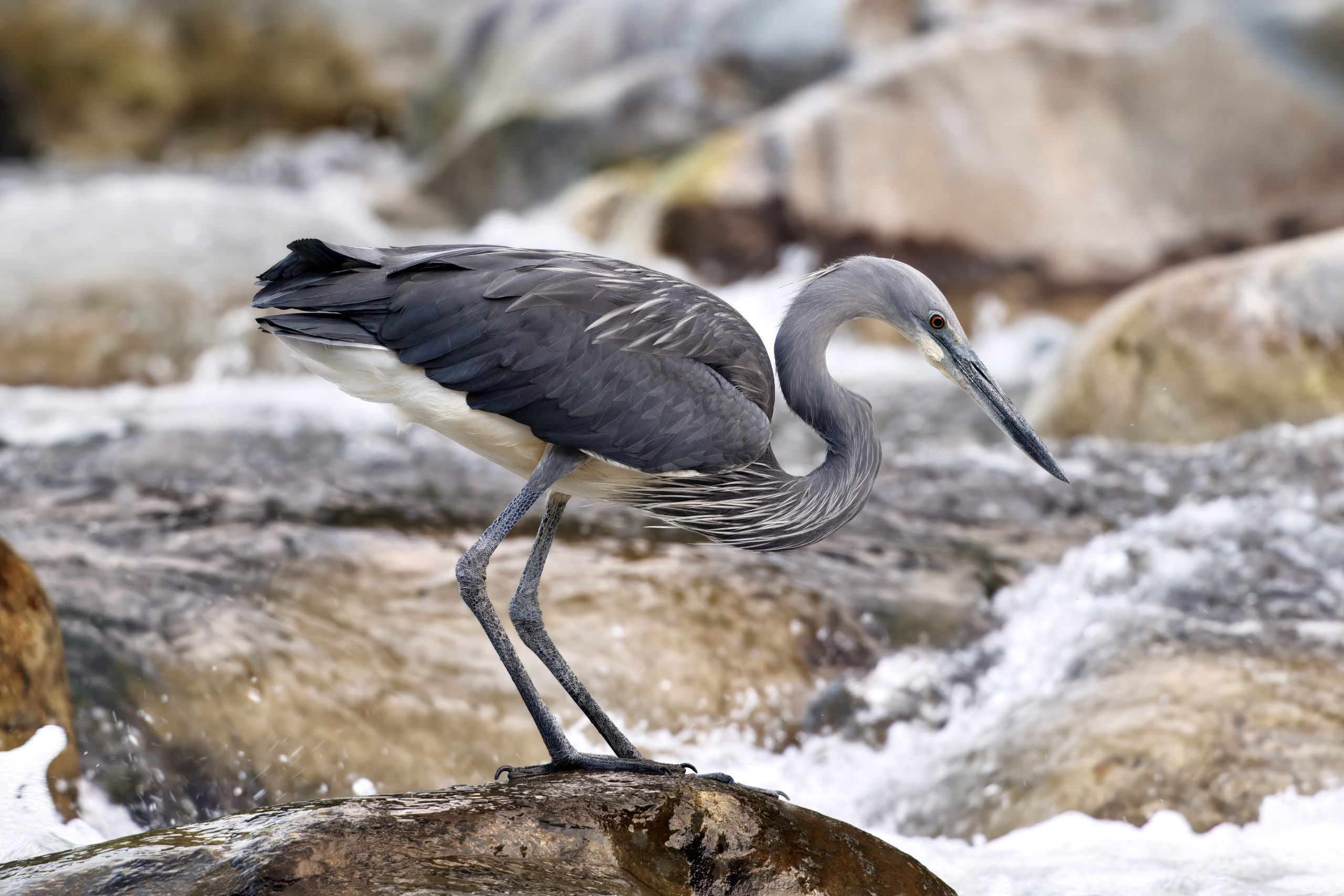 White-bellied Heron in Bhutan