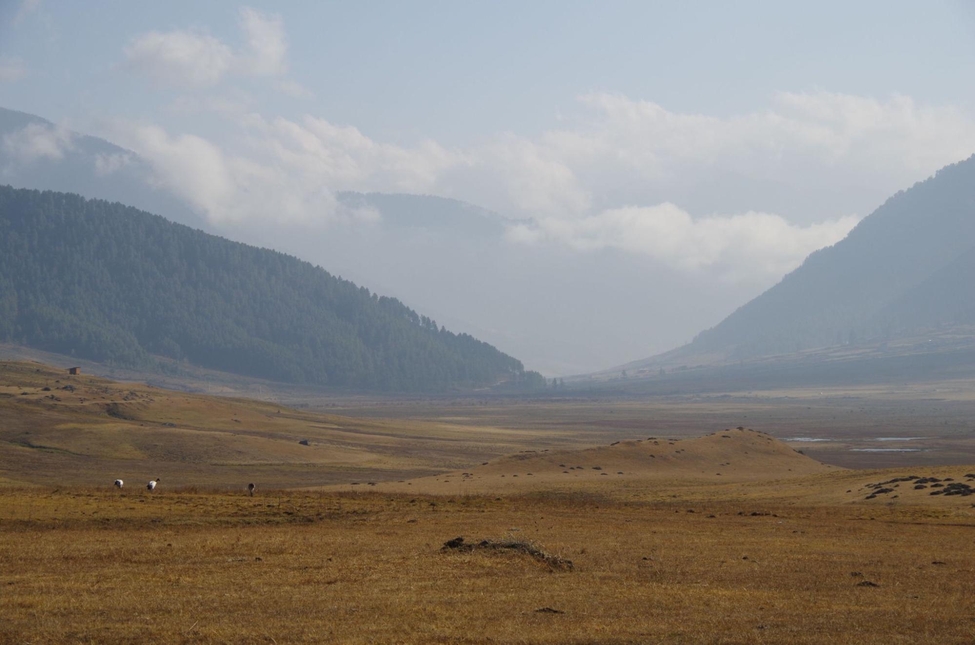 Distribution in Bhutan-Phobjikha