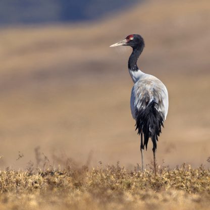Black-necked Crane