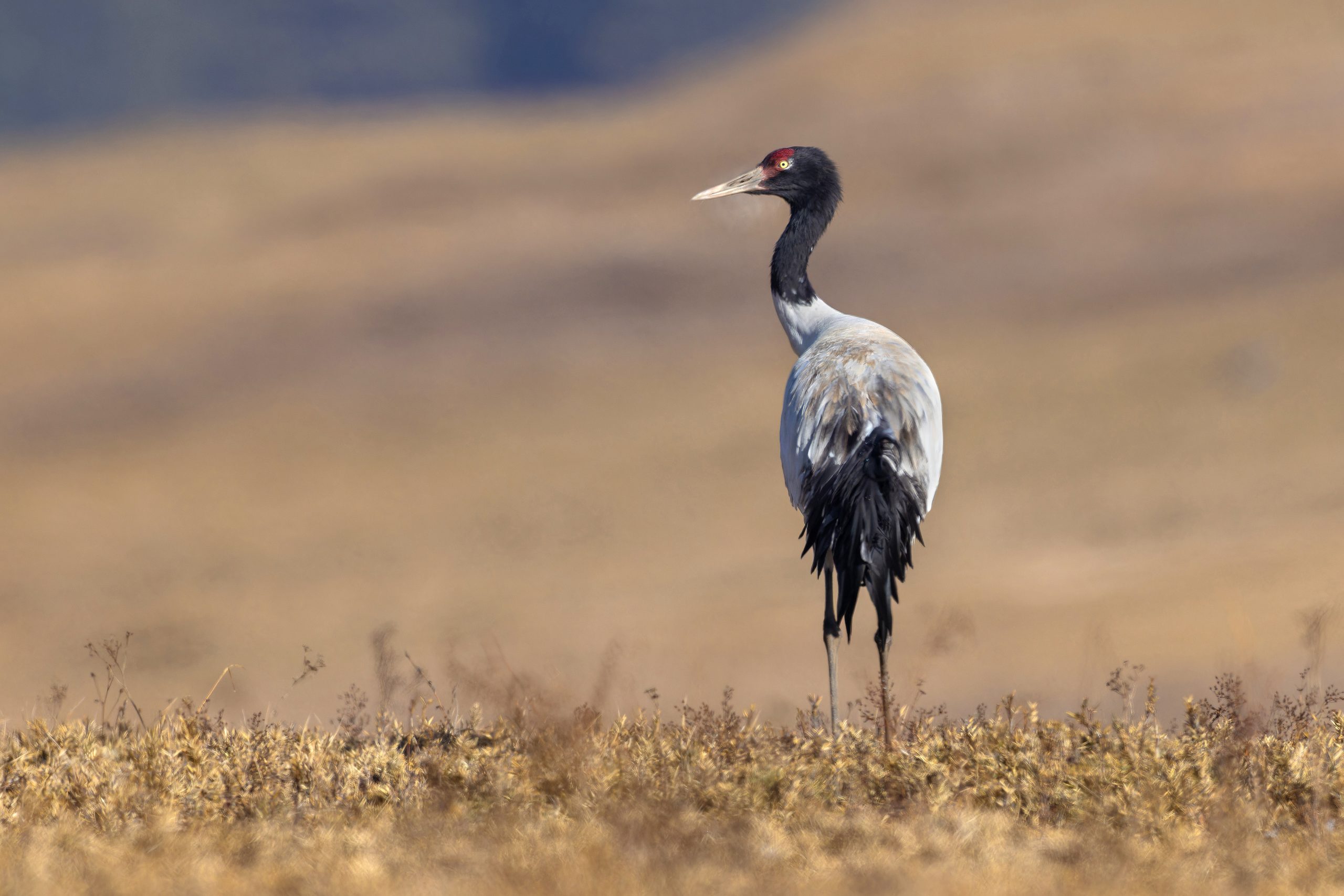 Black-necked Crane
