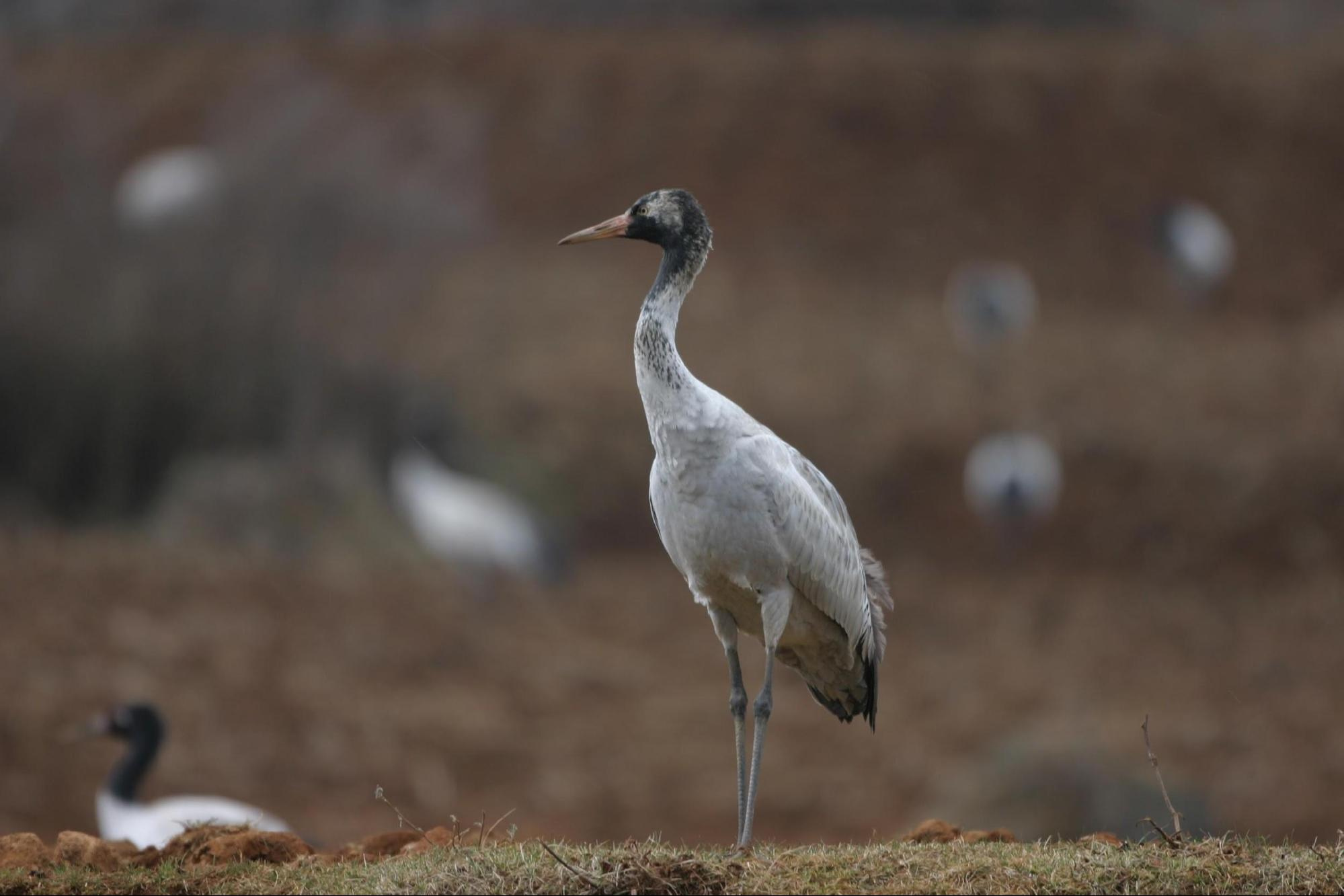 Black-necked Crane