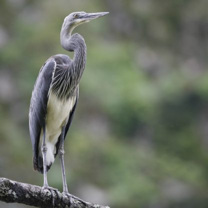 White-bellied Heron