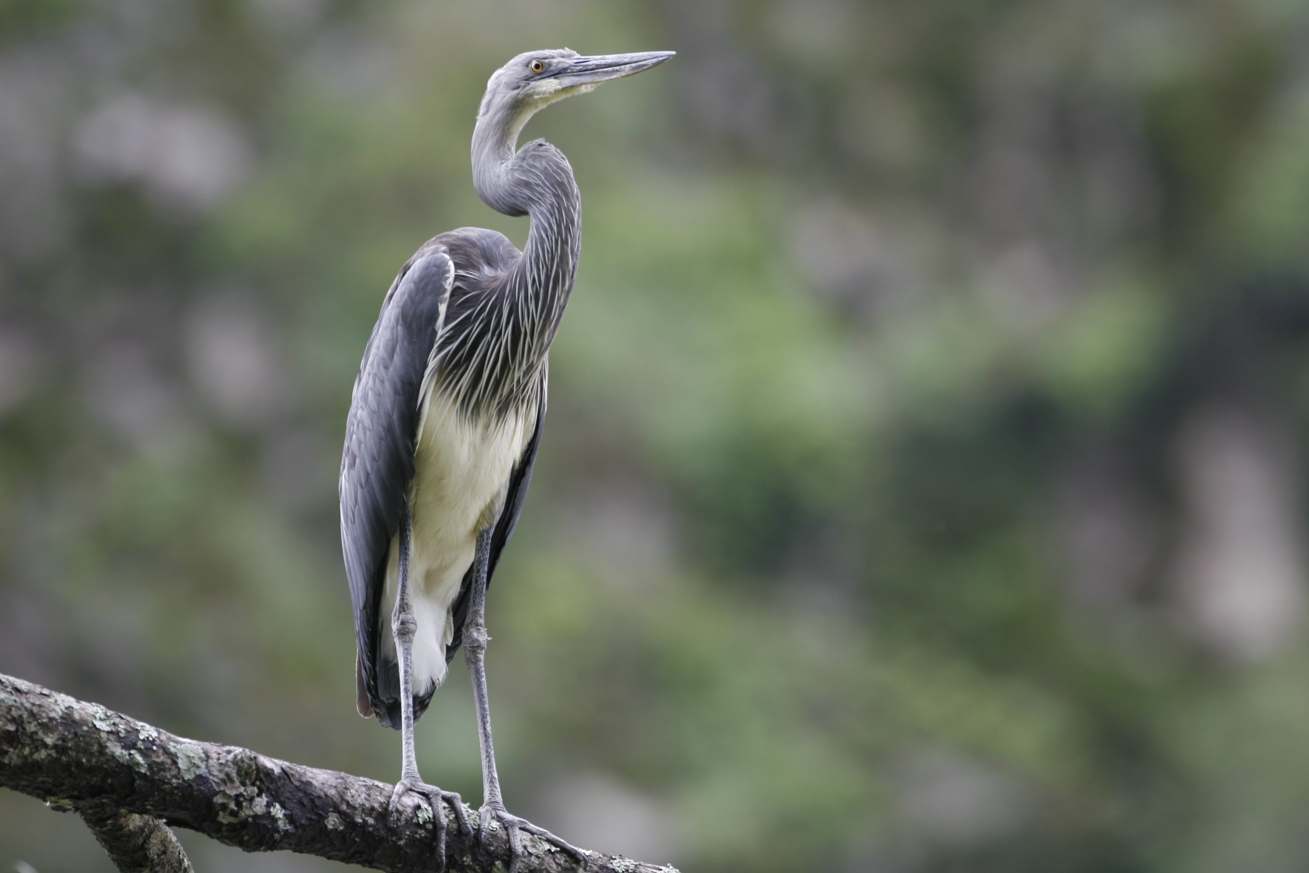 White-bellied Heron in Bhutan